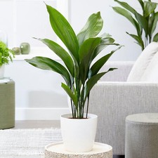 Cast iron plant aspidistra - iron,