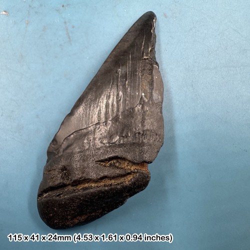 Authentic carcharodon - authentic,