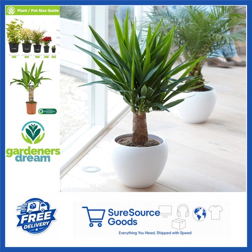 Live yucca elephantipes plant - yucca,