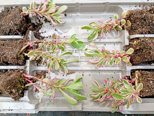 Variegated sedum hardy - sedum,,
