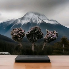 Caribbean Life Rock Natural