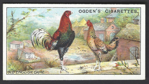 Ogdens poultry 1 - ogdens, (1-25