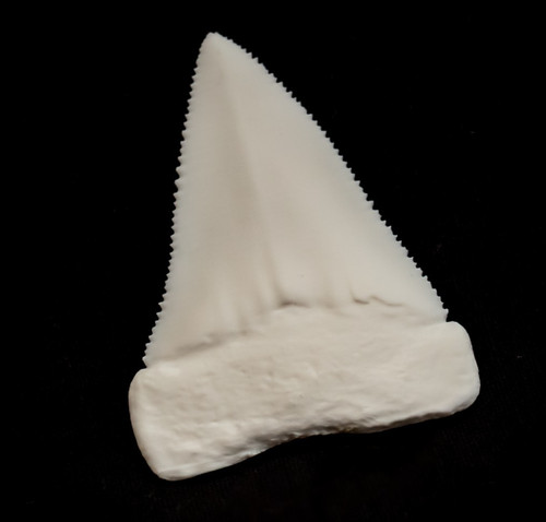 Great white shark - white, tooth