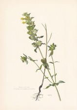 1960 GREATER YELLOW RATTLE