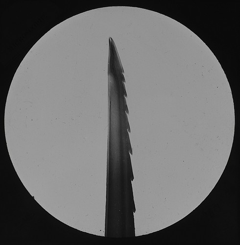 Microscope photo wasp sting - wasp,