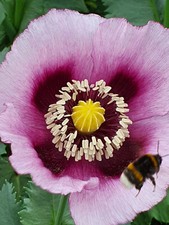 RARE: LEGO Technic 8110 - Unimog U400, NEW & Original Packaging, NRFB, MISB * EOL