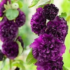 Hollyhock Chater's Double