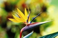 Strelitzia Reginae Yellow bird