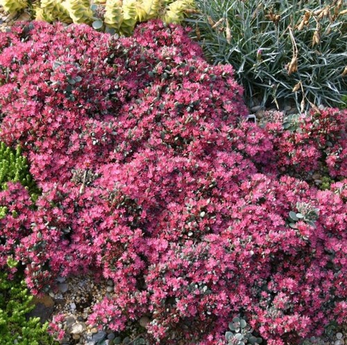 Sedum coca cola plant - , plugs