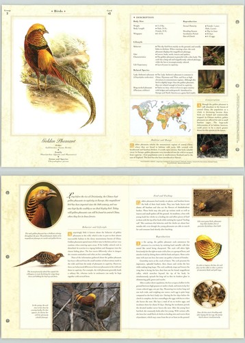 Golden pheasant birds - golden,