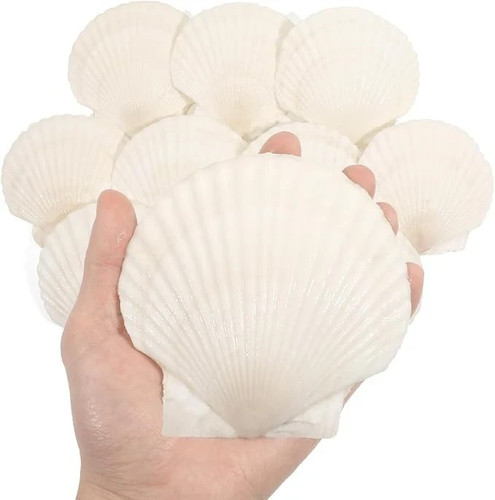Pcs large scallop seashells - large,