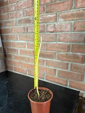 Paulownia Tomentosa Foxglove tree, Empress tree approximately 20cm.