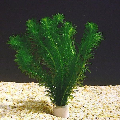 Bunch stems elodea densa - bunch,