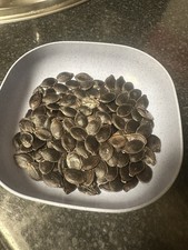50 Shark Fin Melon Seeds -Free