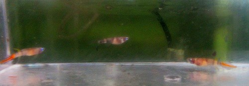 Wild annulatus killifish - annulatus,