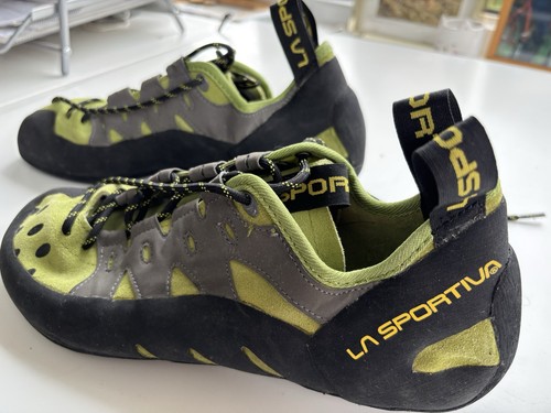 Sportive tarantulas - sportive,