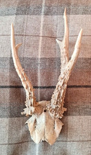 Pair / Set Of Exmoor Roe Buck