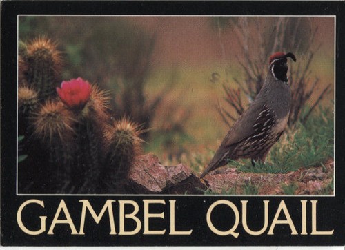 Vintage postcard gambel - postcard,