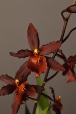 Scarlet Red, Cambria Orchid