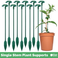 Single Stem Flower & Plant