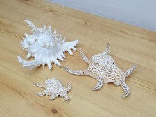 Genuine Murex Ramosus & Spider