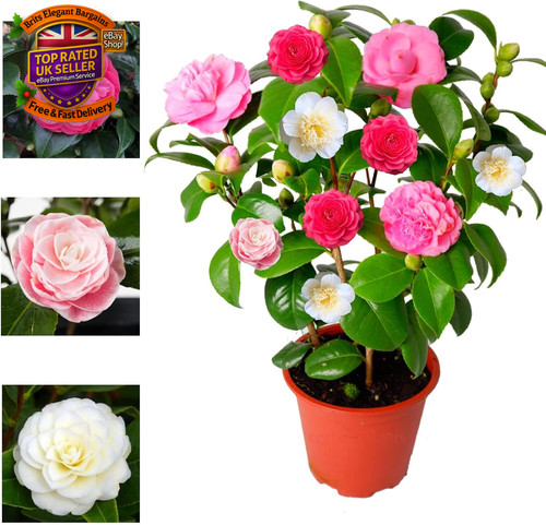Camellia japonica plant - camellia,