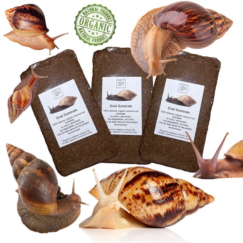 Giant african land snail - african,