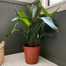 Aspidistra Elatior in  21 cm Pot  Cast Iron House Plant