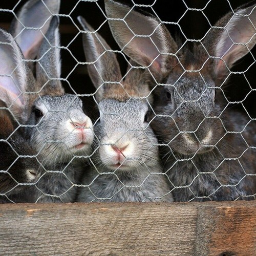 Galvanised chicken wire - wire, mesh