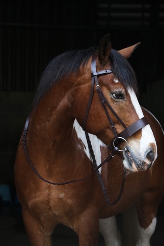 Hunter bridle plaited leather - hunter,