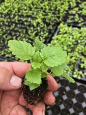 Herb Spear Mint Plug Plants Pack of 3 Letter Box Friendly