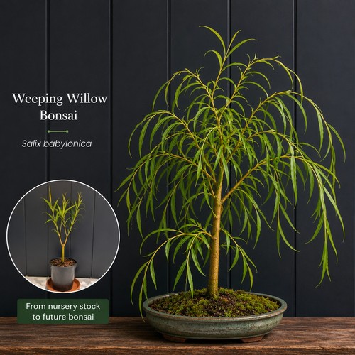 Golden weeping willow bonsai - willow, |