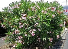 Oleander Plant 3L Pot
