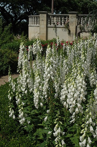 Digitalis purp alba - digitalis,