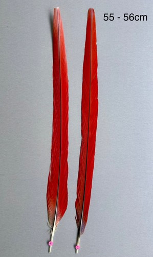 Parrot macaw feather crafts - parrot,