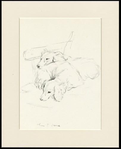Dachshund long haired - dachshund, vintage