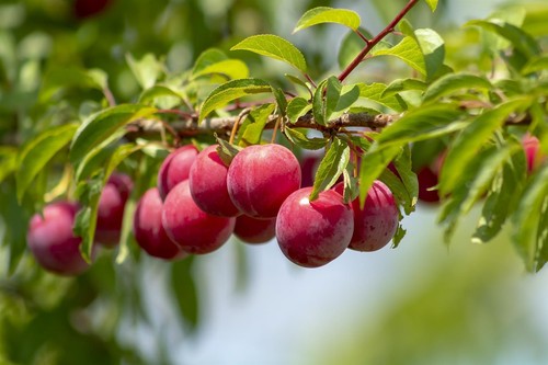 Prunus opal plum fruit - fruit, tree