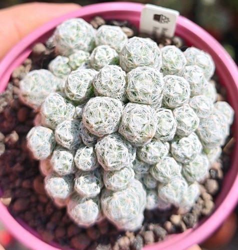 Mammillaria humboldtii - mammillaria, v