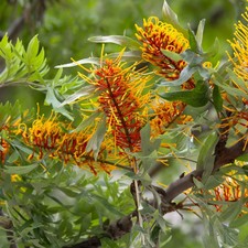 Grevillea robusta plug plant
