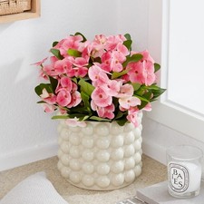 Euphorbia milii 'Queen