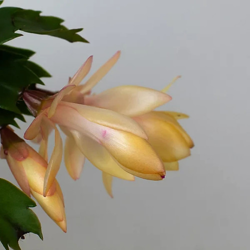 Christmas cactus schlumberger - cactus,