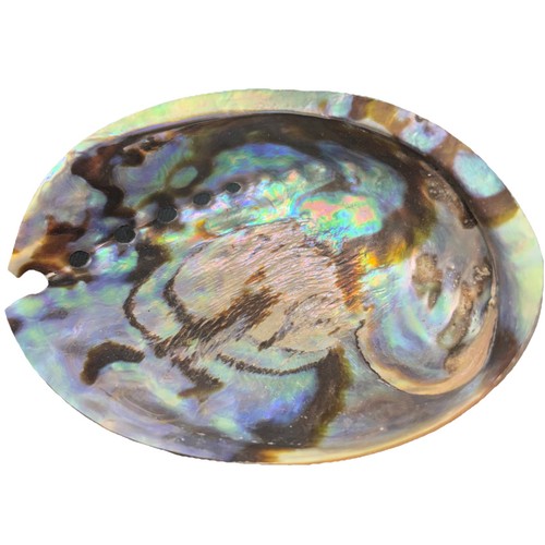 Abalone shell 12cm - ,