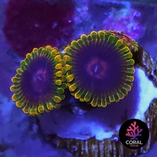 Jedi Mindtrix 3 Heads Zoa Frag WYSIWYG