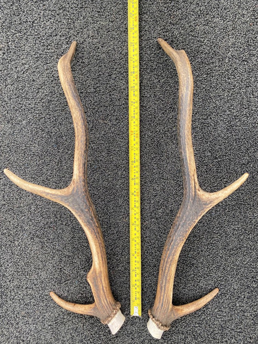 Scottish red deer - (1, pair)