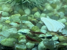 10+2 Live Cherry Shrimp Home Bred