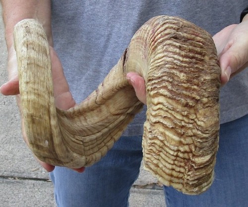 Sheep horn inches - sheep,