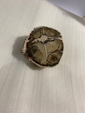 Fossil Petrified Wood Section