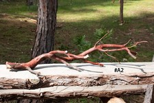 27" Natural Manzanita Trunk