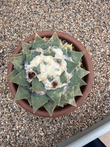 Ariocarpus reticulatus actual - ,