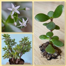 Crassula ovata money jade - crassula,